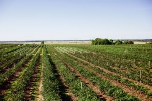 Blueberry field