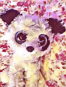 Beanie Boo Gatsby Art