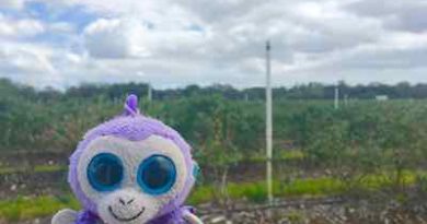 Blueberry-visits-blueberry-patch