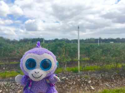 Blueberry-visits-blueberry-patch