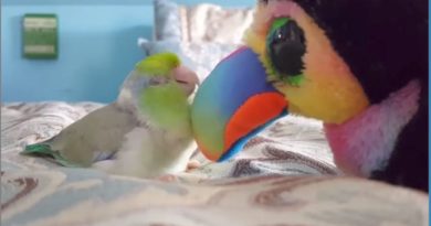 Beaks meets baby bird