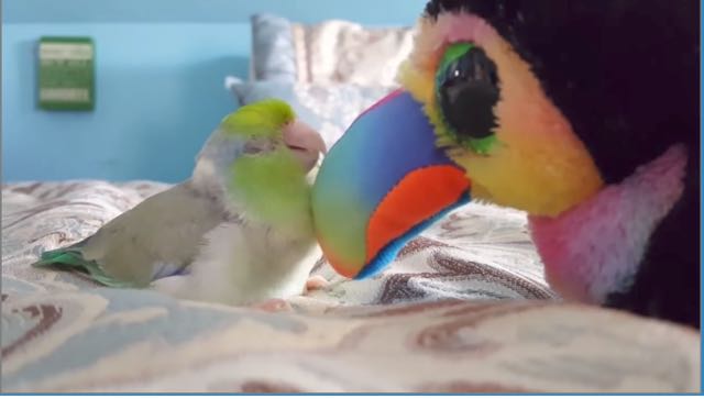 Beaks meets baby bird